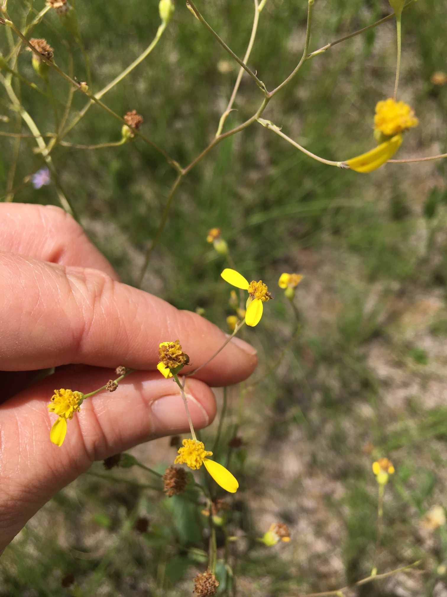 Senecio glaberrimus