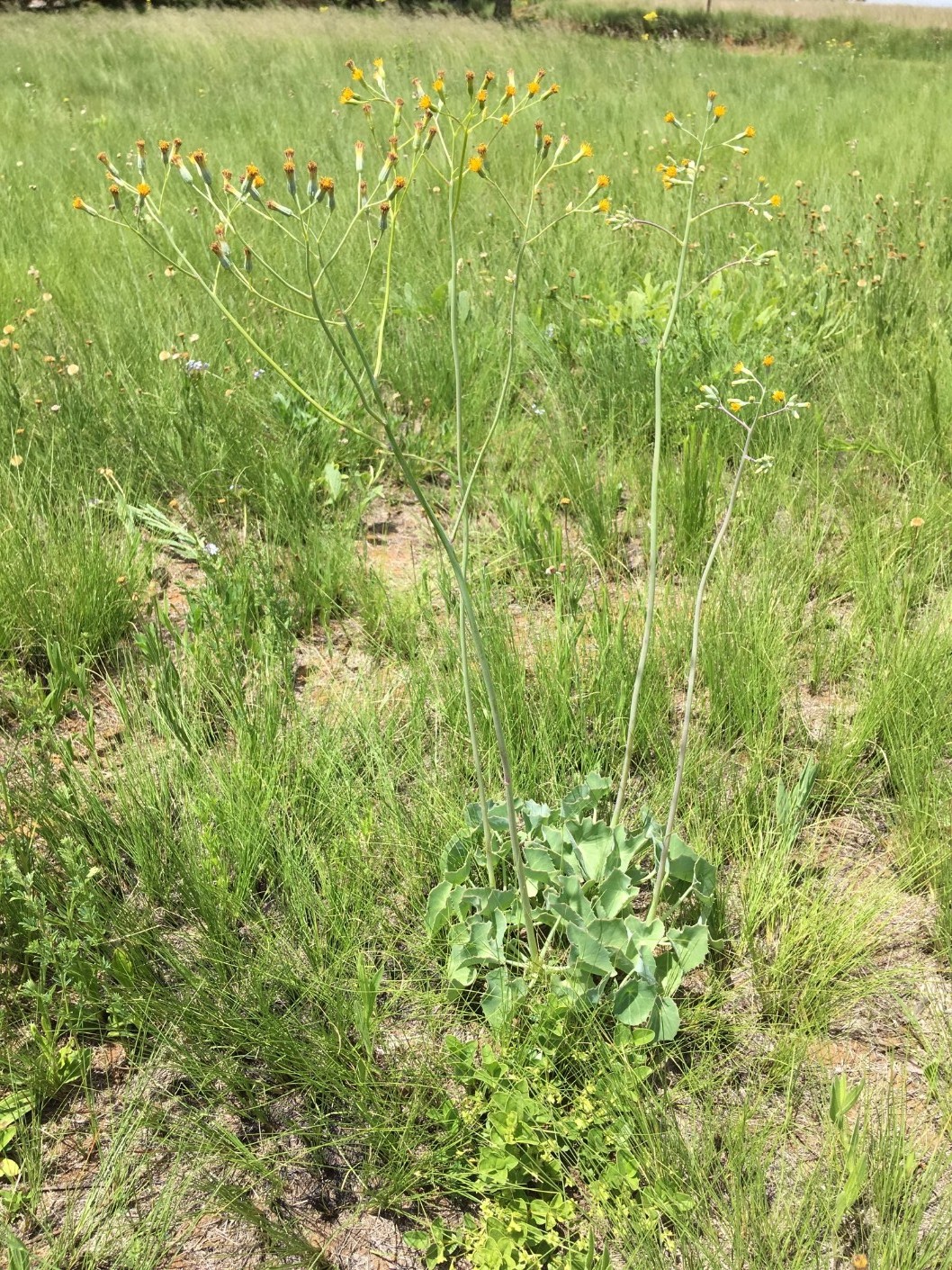 Senecio oxyrifolia