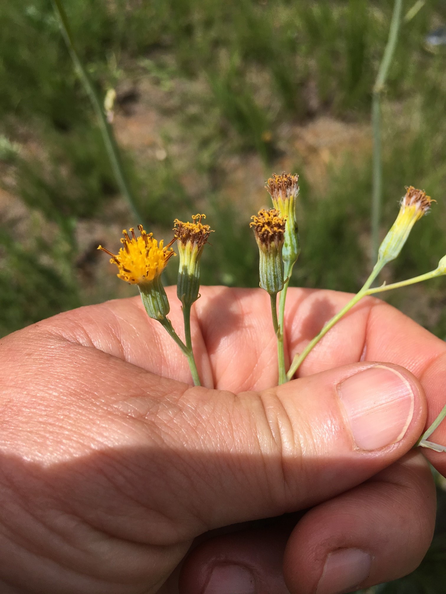 Senecio oxyrifolia