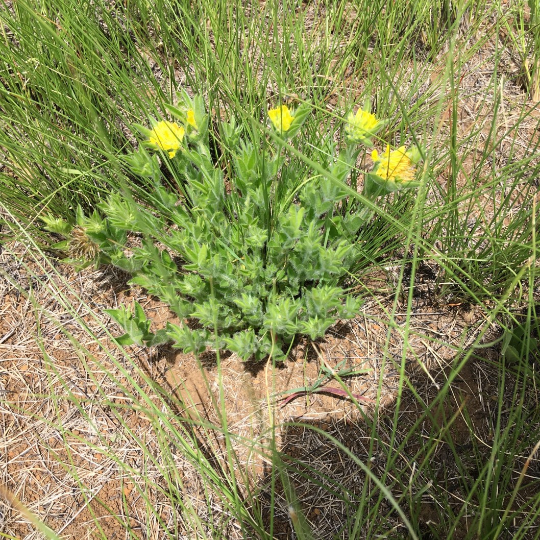 Lotononis foliosa (syn Leobordea)