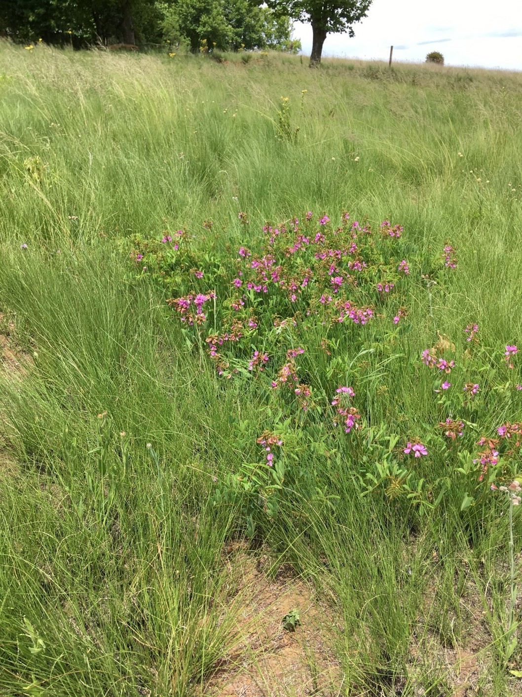 Tephrosia macropoda