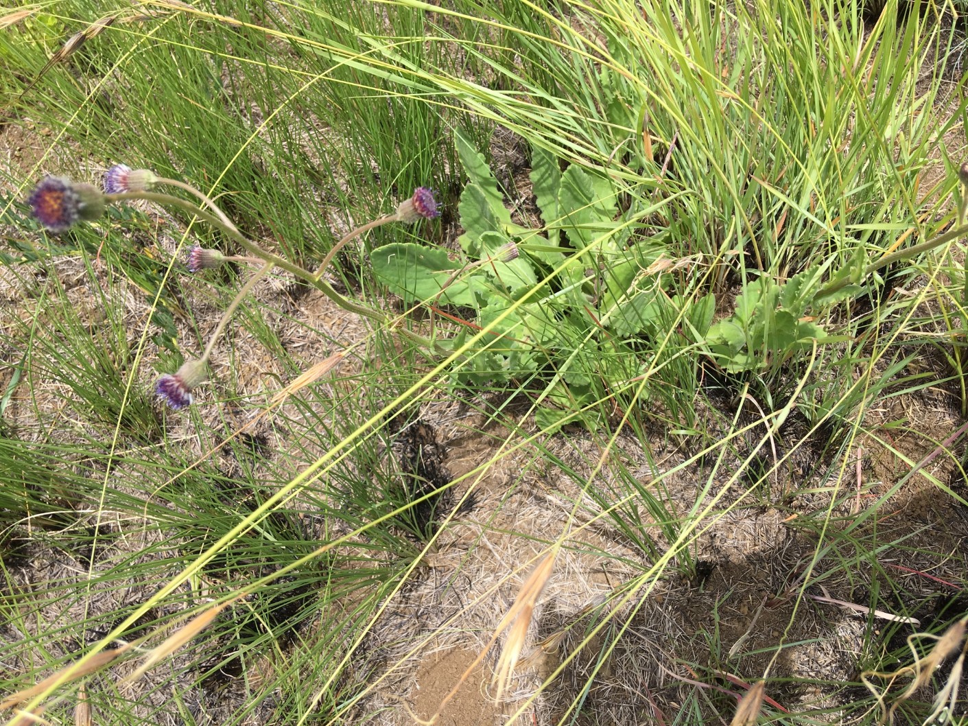 Senecio erubescens