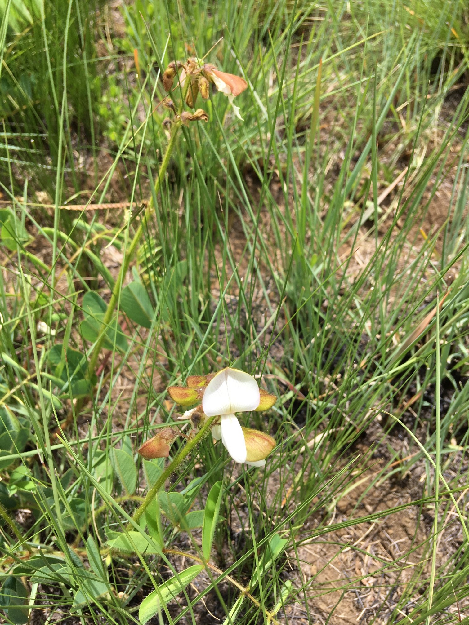 Tephrosia macropoda white form