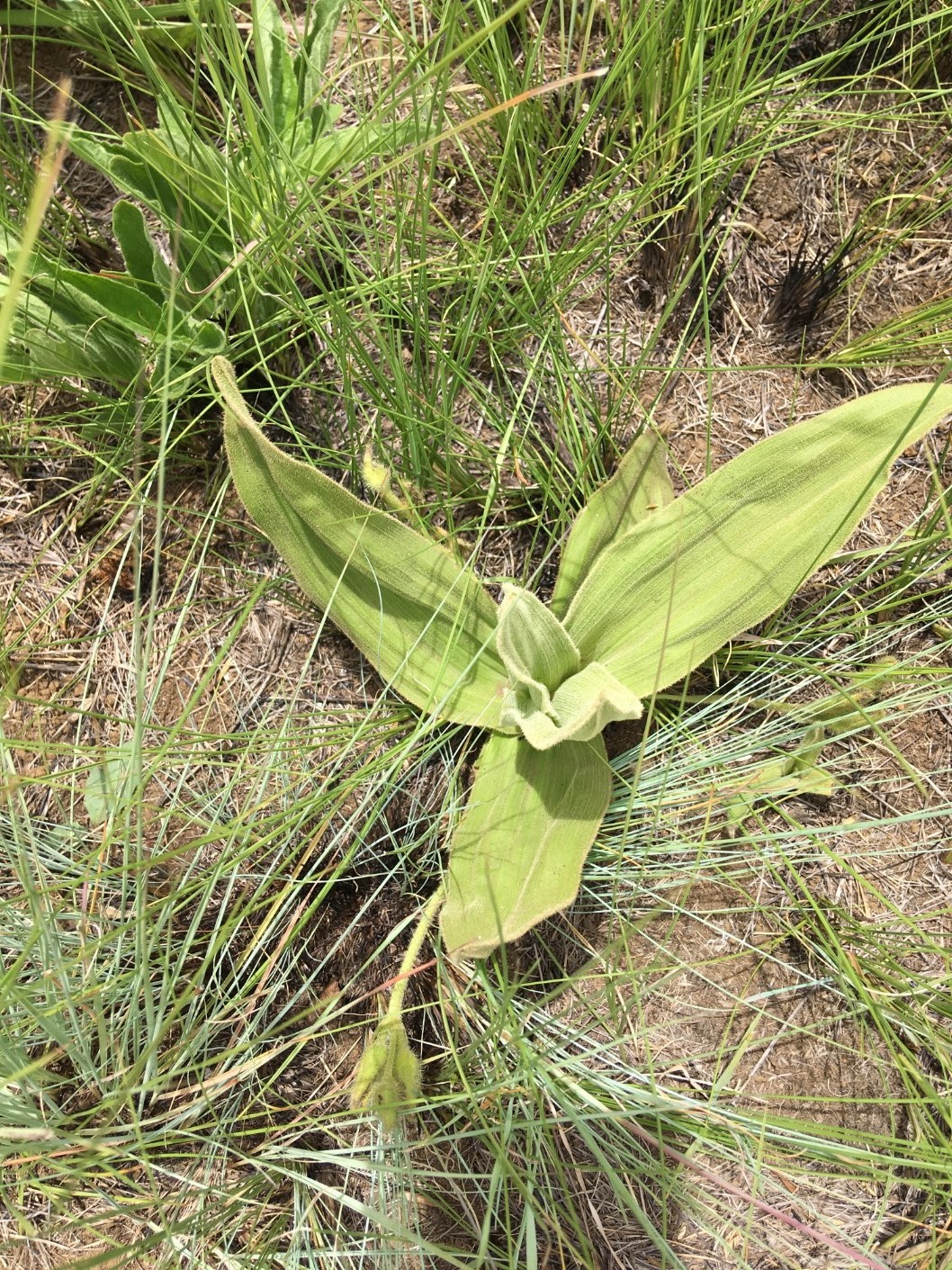 Hypoxis costata