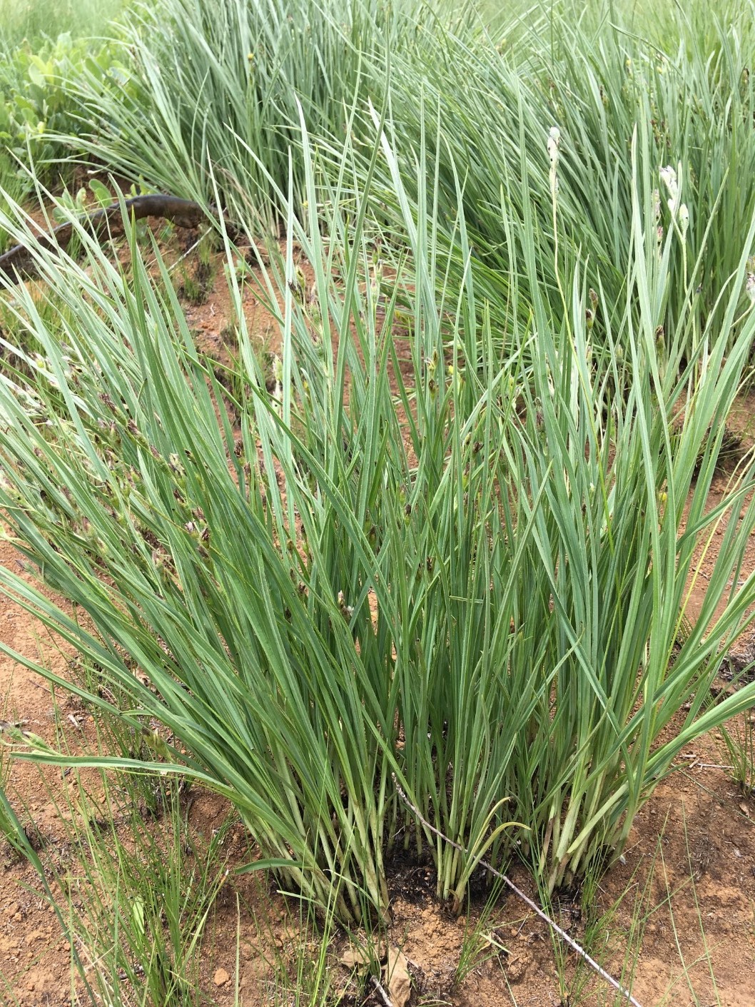 Hypoxis longifolia