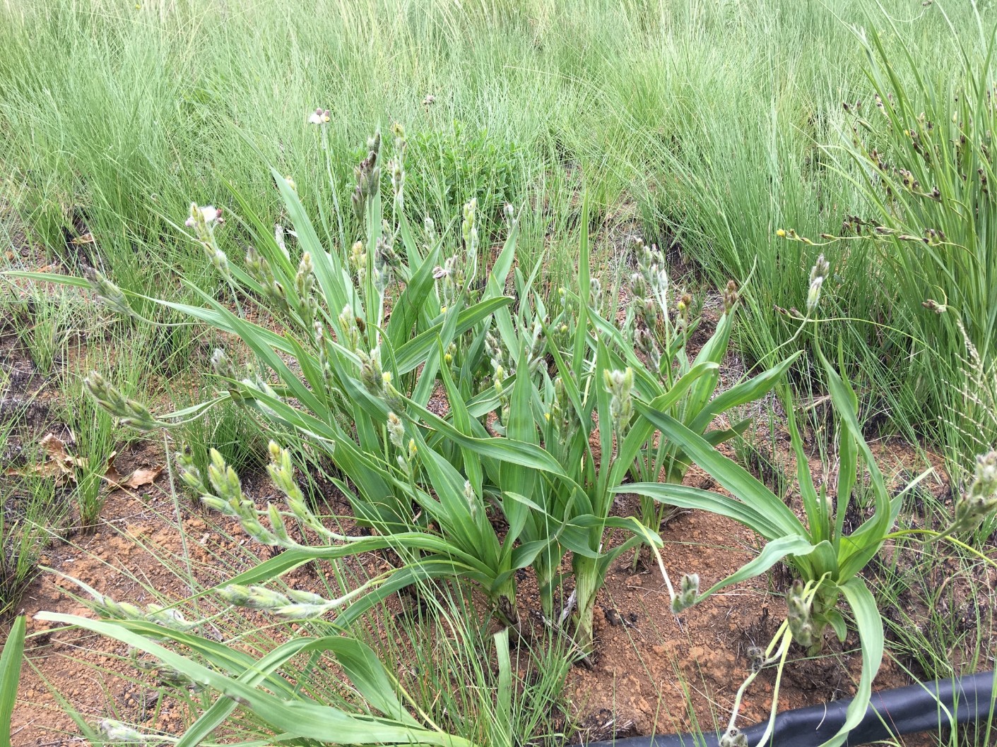 Hypoxis iridifolia
