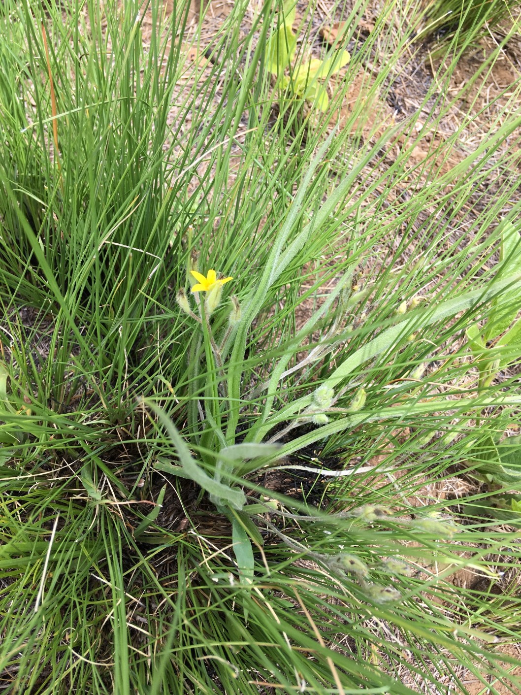 Hypoxis angustifolia