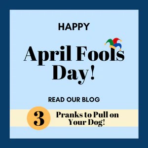 Three April Fool S Day Pranks You Can Play On Your Dog Midlee Designs