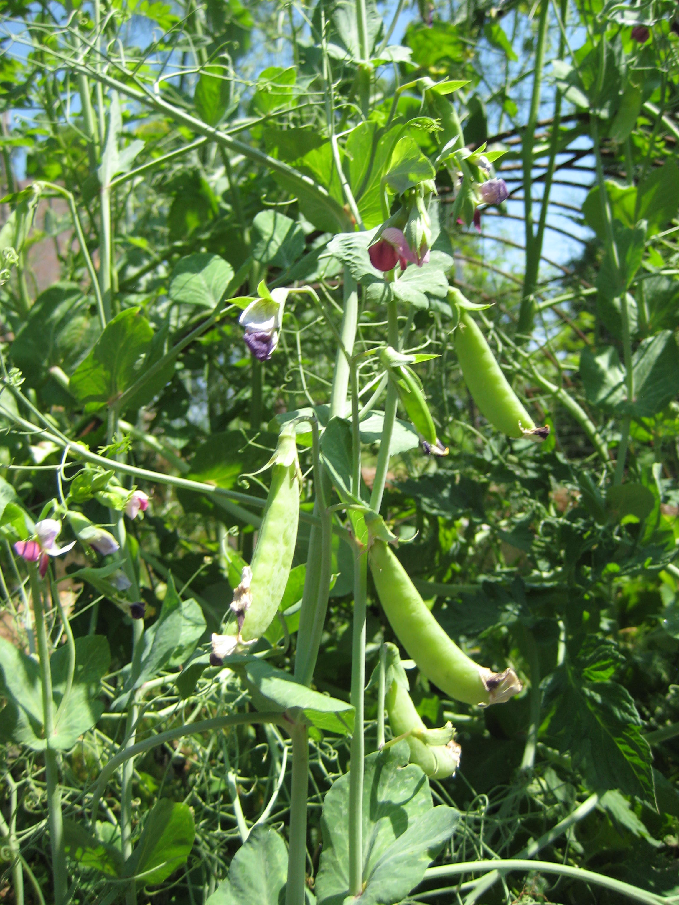Magnolia Blossom Tendril Pea
