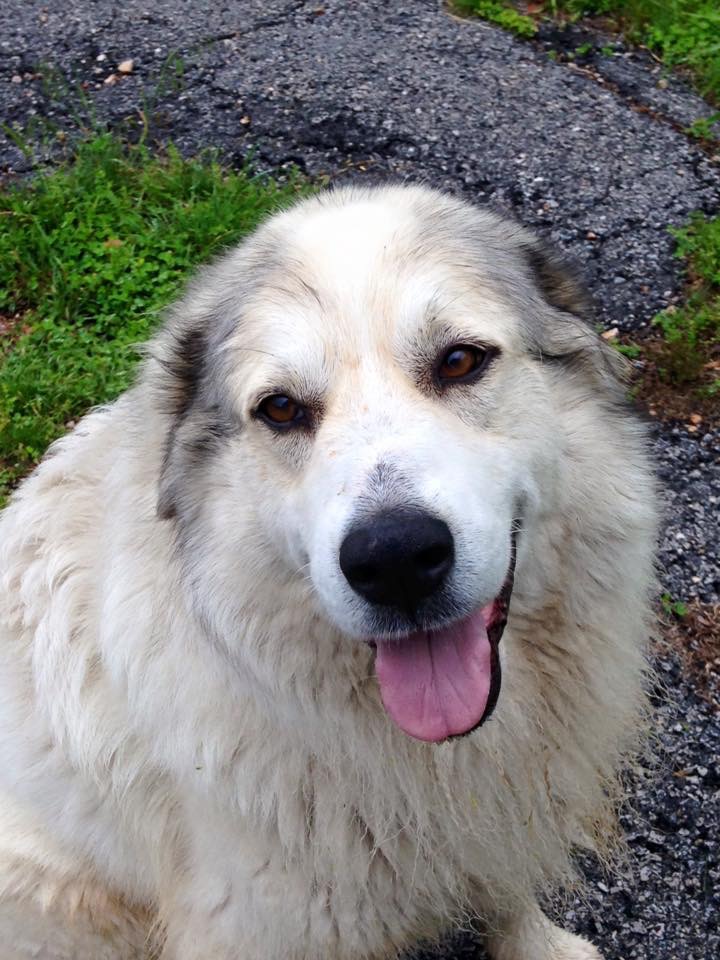 Livestock guard dog, LGD