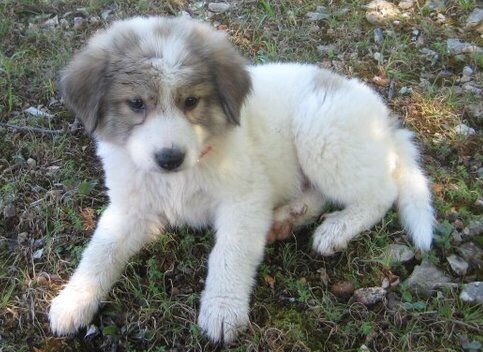 Livestock guard dog puppy, LGD