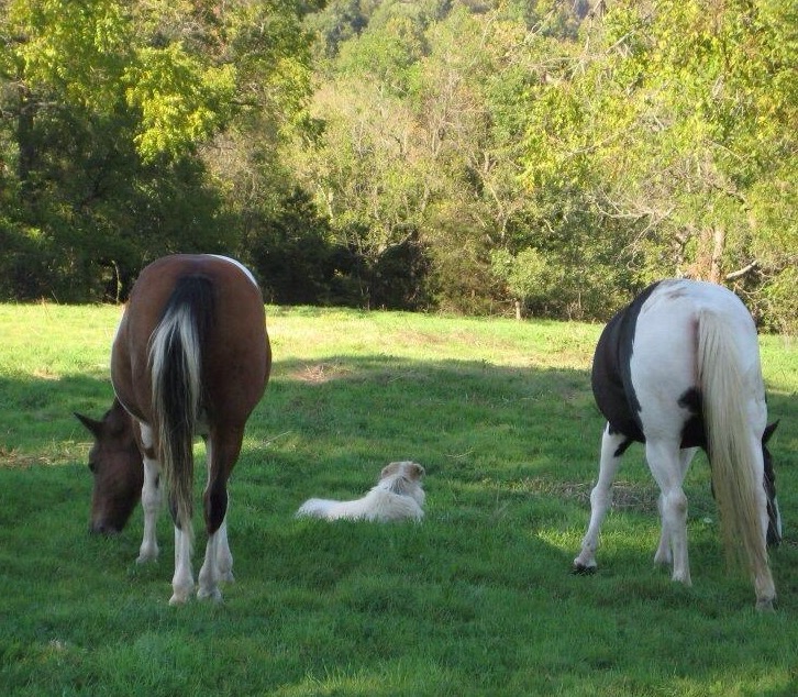 LGD Guarding Horses