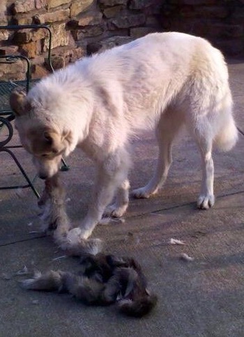 Libby Shredding the Remains of a Coyote