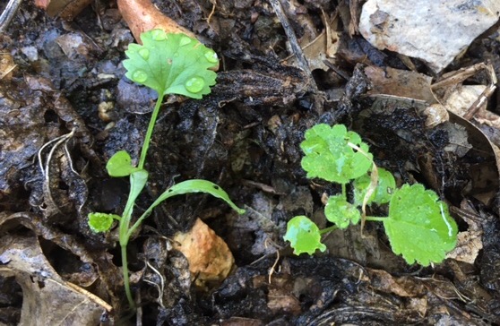 Cilantro Seedlings