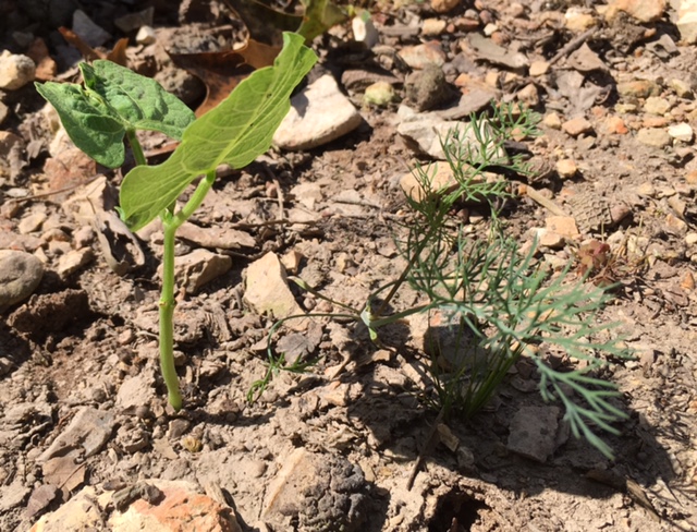 Green Bean and Dill Seedlings