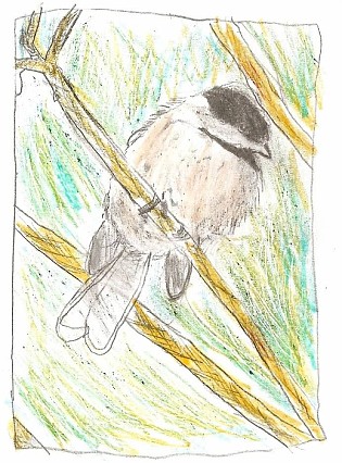 Bird Drawing by Margaret Curren on Mid-Life Blogger