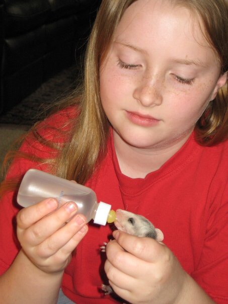 Feeding a baby 'possum by Mid-Life Blogger