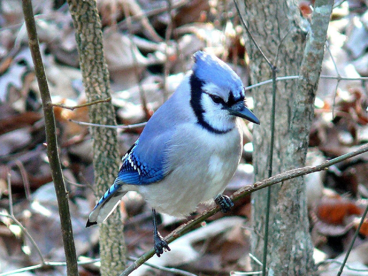 Little Birds Told Me - a flock of Blue Jays relayed a message