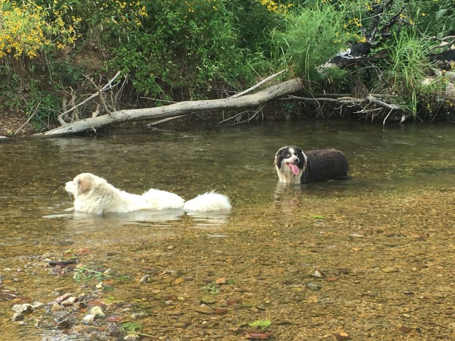 Solitude ~ Dogs Enjoying the Creek
