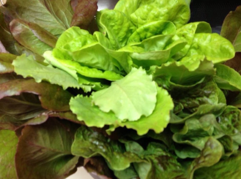 Homegrown Salads ~ A Simple Pleasure