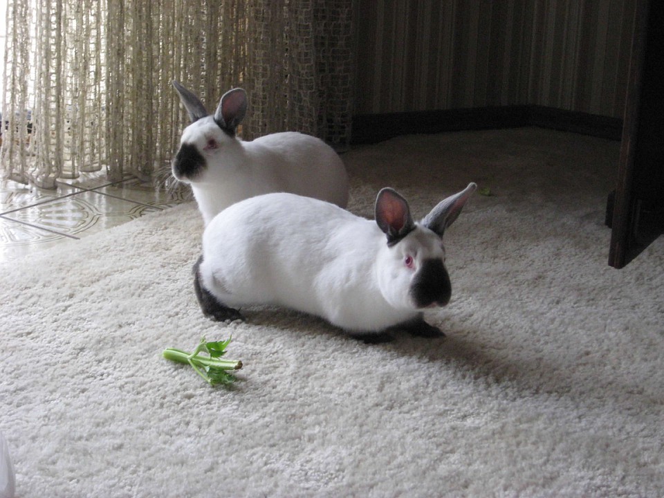 The Rabbit Mystery