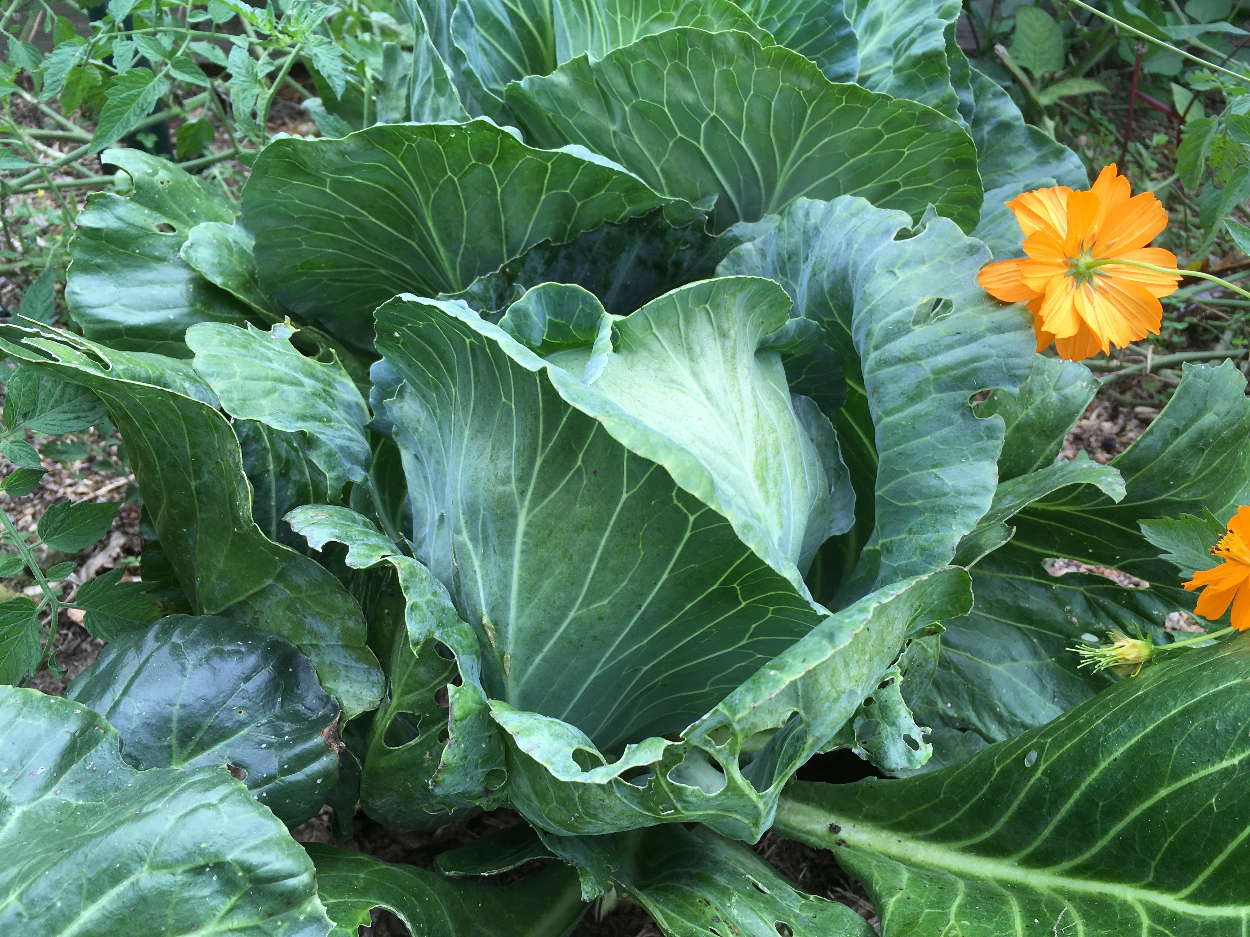 A Cabbage Worth Keeping ~ Early Jersey Wakefield