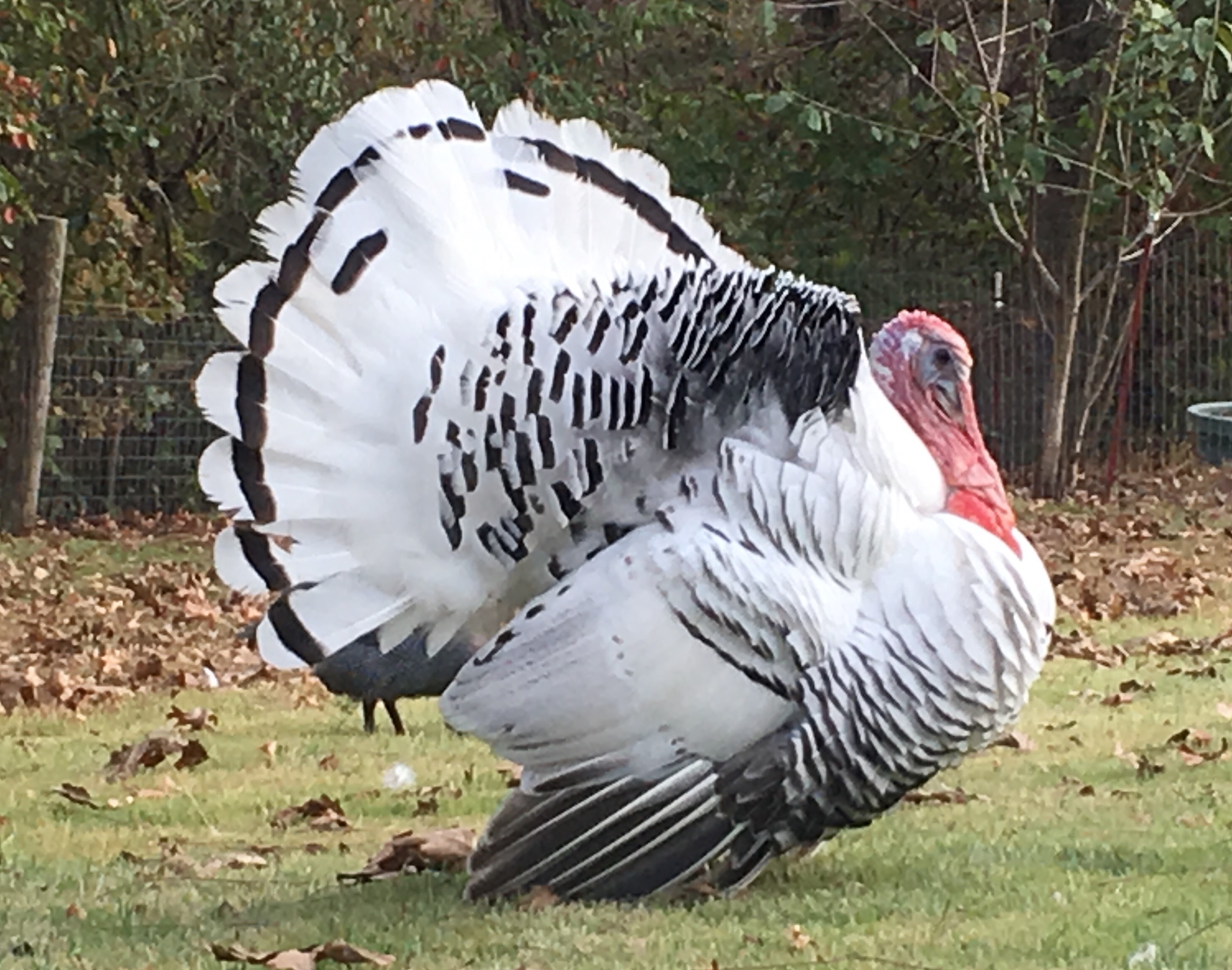 Thanksgiving Every Day