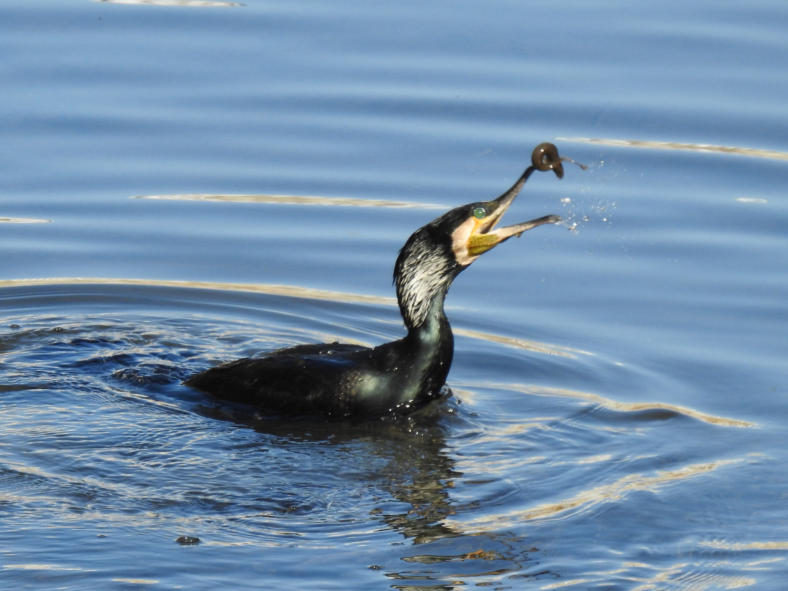 カワウ ドジョウを食す 奈良川 みどりの鳥 横浜市北部 緑区周辺の野鳥紹介