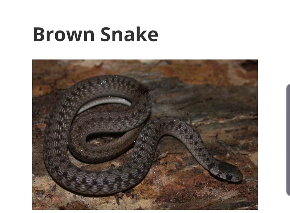 Protection Tips for North Carolina Snakes Midstate Wildlife Solutions
