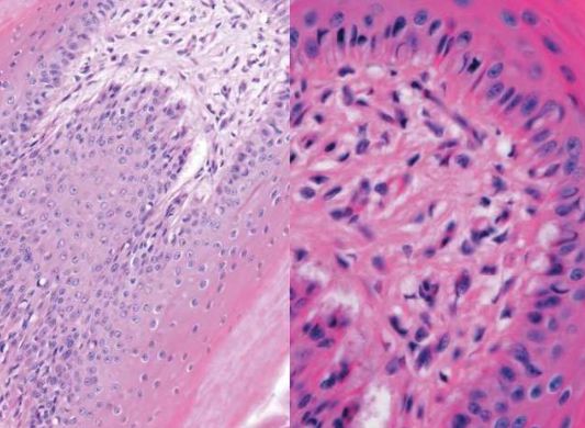 Nikon Elements L Midwest Microscopes - HD City Images for Desktop