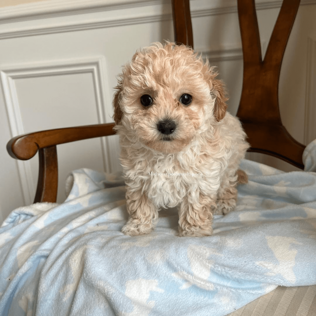 apricot maltipoo puppy for sale in Illinois 