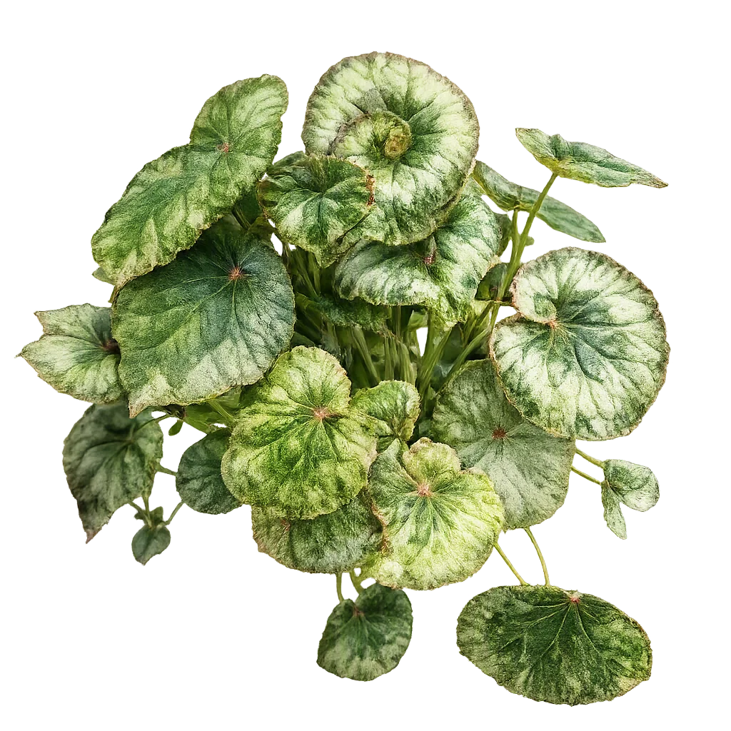 Begonia królewska (Begonia rex) – roślina o dekoracyjnych liściach