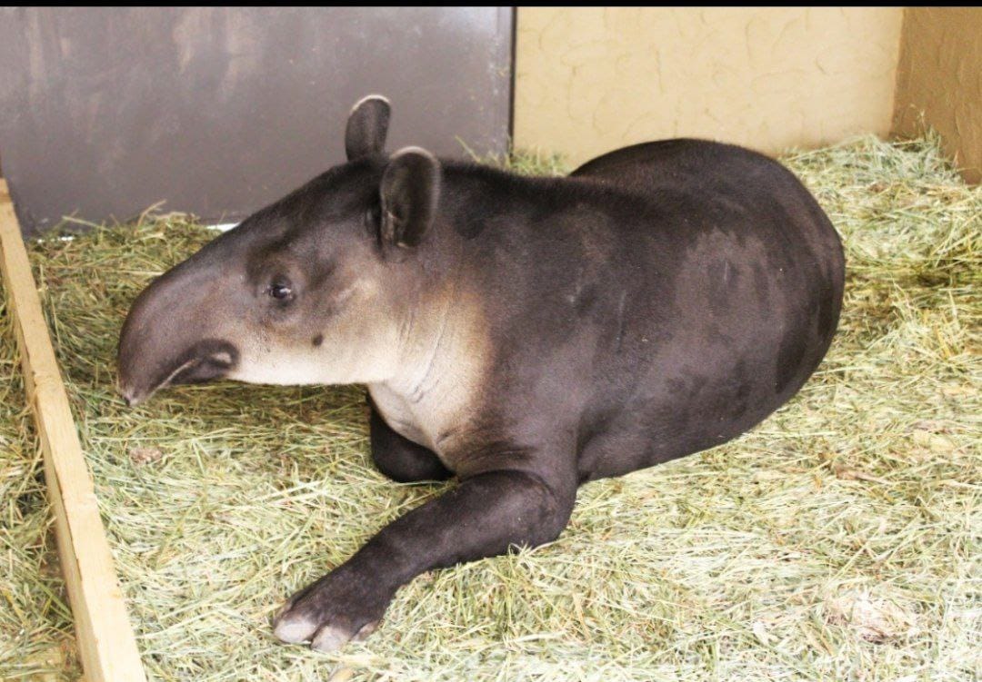 Llegan al Zoo León hembra de Tapir de Baird