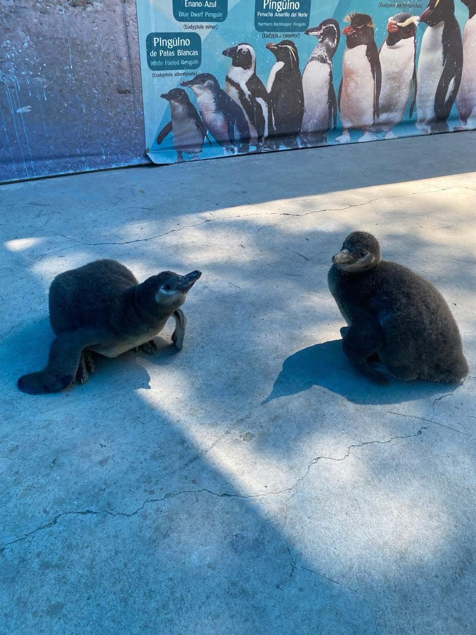 Nuevas vidas en el Zoo León: nacen dos pingüinos de Humboldt y marcan un paso en la conservación