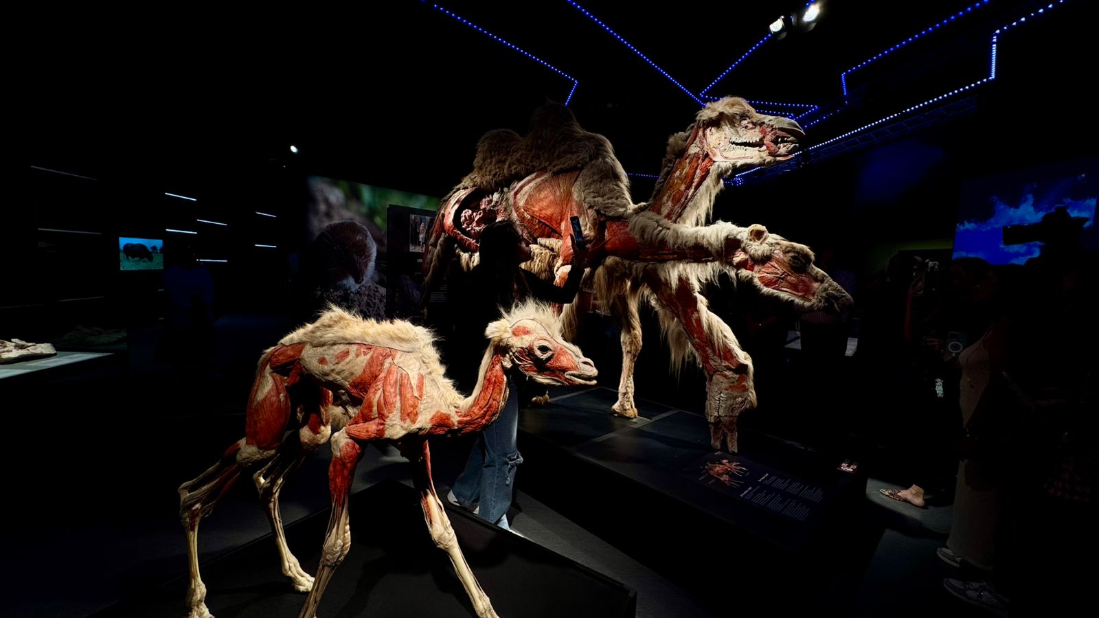 Animal Inside Out: la anatomía animal que sorprenderá a León