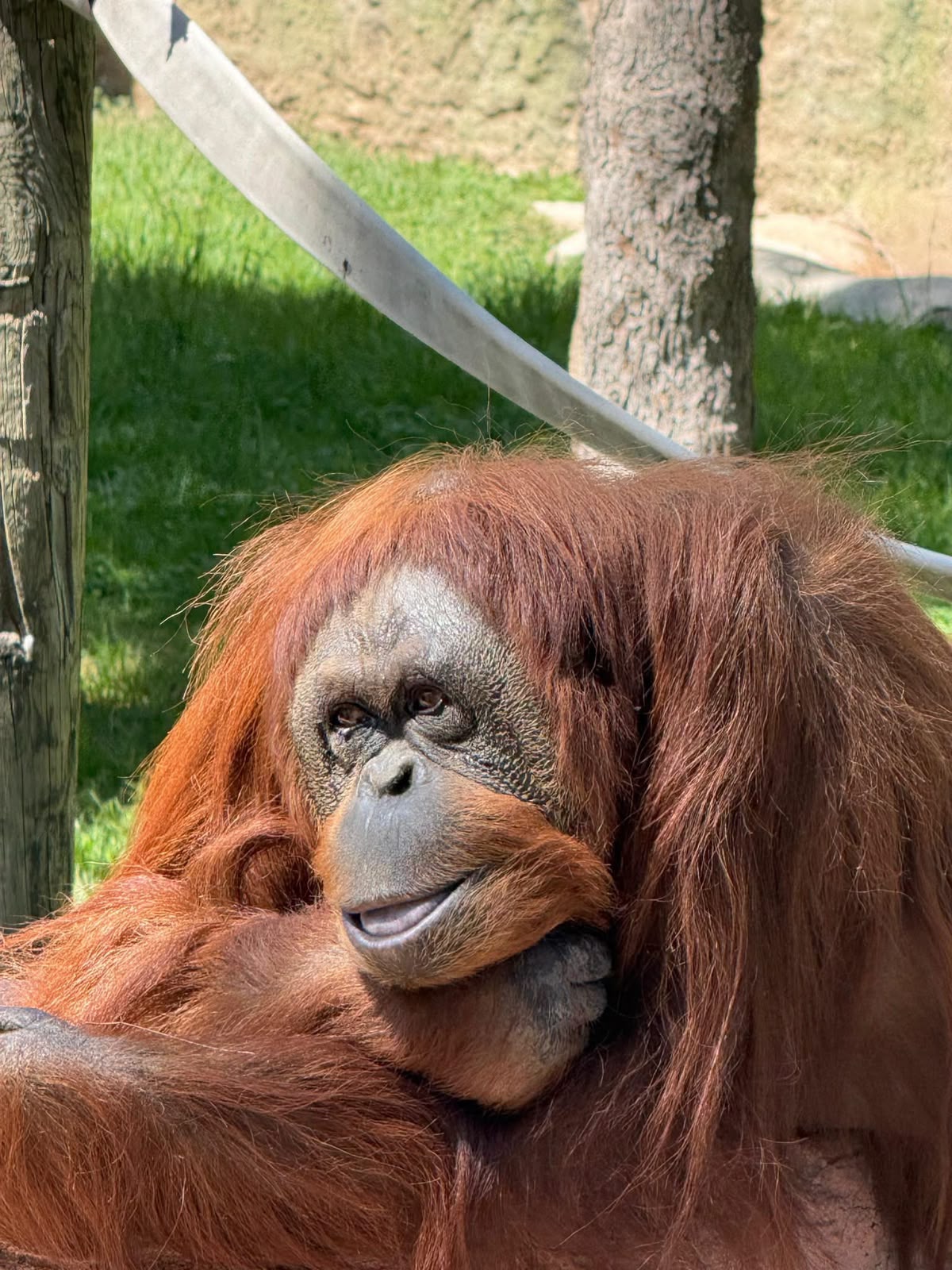 Tang cumple 42 años: ZooLeón celebrará con pastel, dibujos y actividades para toda la familia