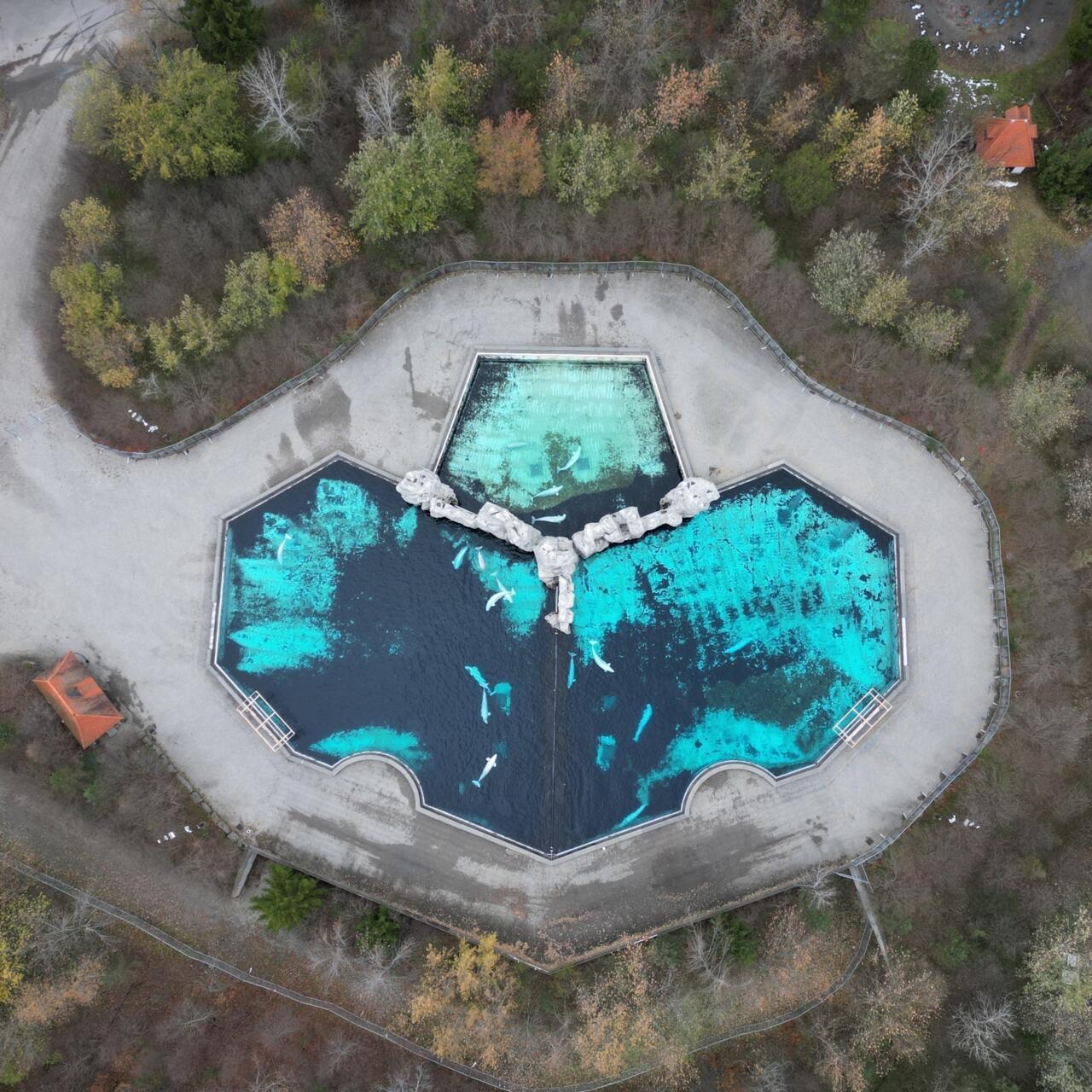 Parque temático Marineland obtiene permiso provisional para vender 30 ballenas a EE.UU.