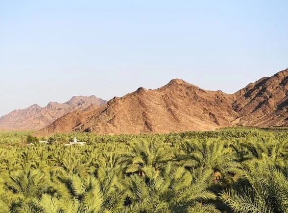 Madina tree