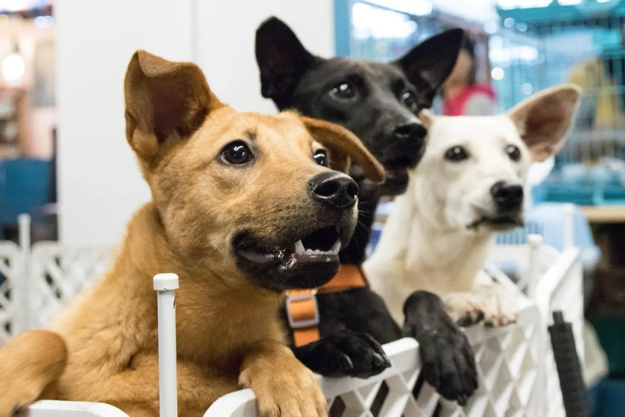 Adoptar es amar: cómo una adopción puede cambiar la vida de una mascota… y la tuya