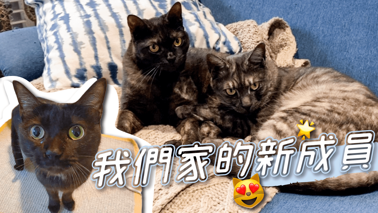 【限時團購】海陸饗宴超殺團購 0穀物寵物飼料 貓貓吃得到野味
