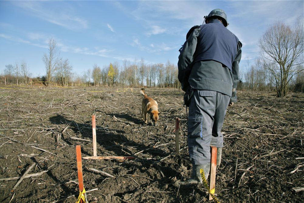 Five years old Belgian Sheperd Malinois Aaron takes a step to unexplored mine field, the tip of its snout barely touching the ground, searching. We can hear the uninterrupted sound of the fast breathing through the snout. The dog is perfectly concentrated and searches half meter wide and perfectly straight forward lane. Dog handler Alen Krijestorac checks the direction marks from the other side of the yellow square.