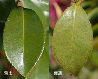 サザンカ camellia sasanqua ツバキ科 theaceae ツバキ属 三河の植物観察