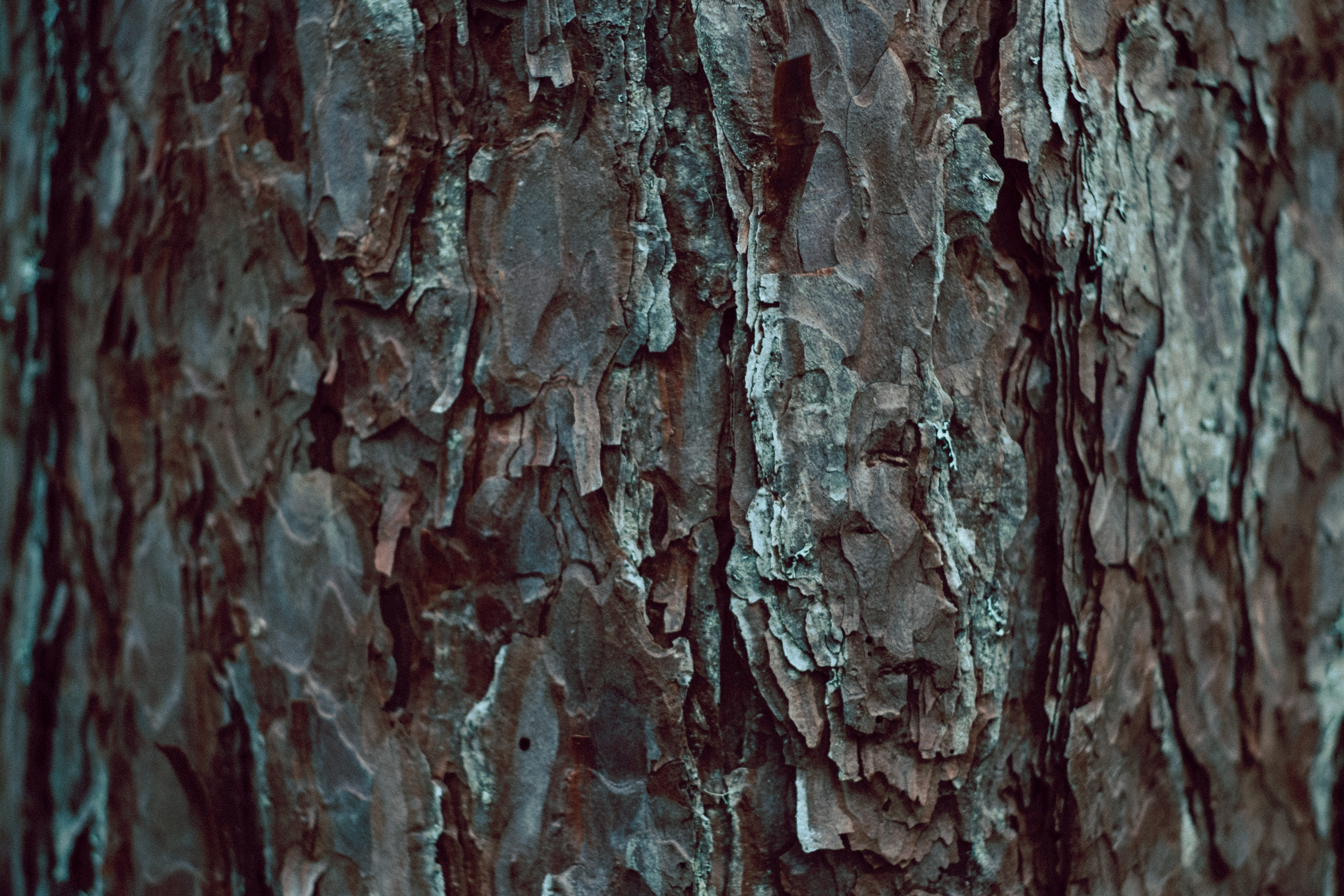 Tree Bark Texture