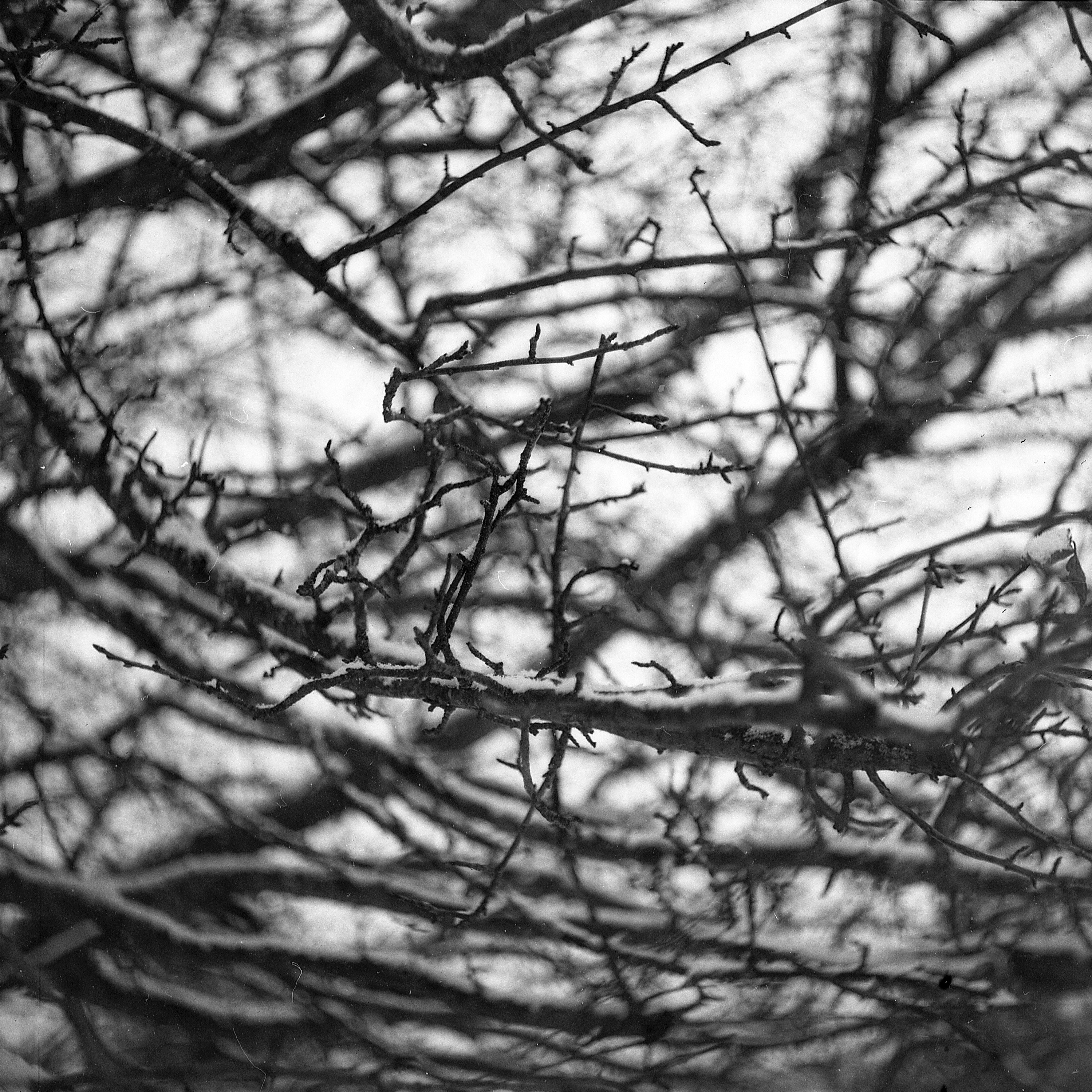 Yashica44-3