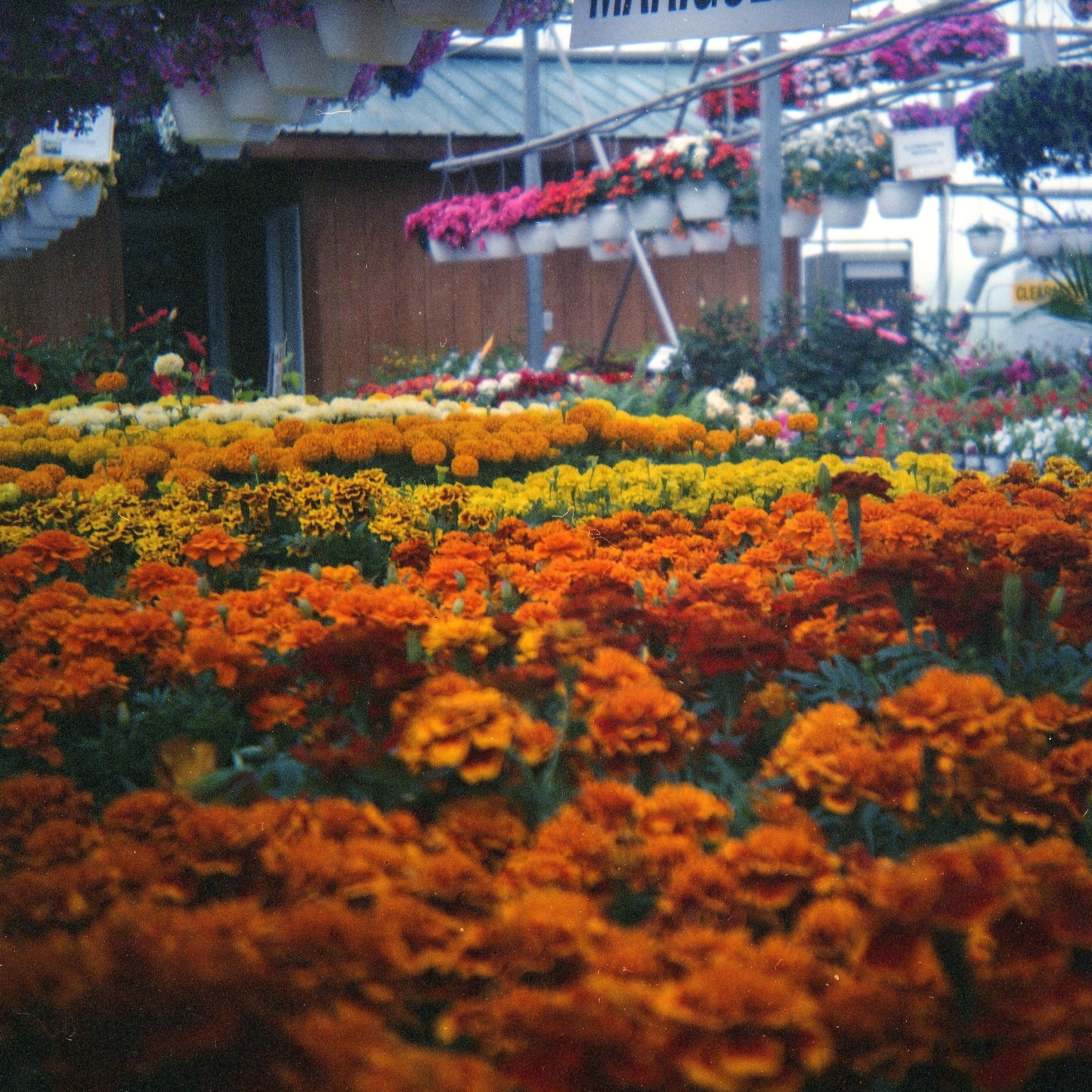 Another closeup shot, this time of some marigolds.