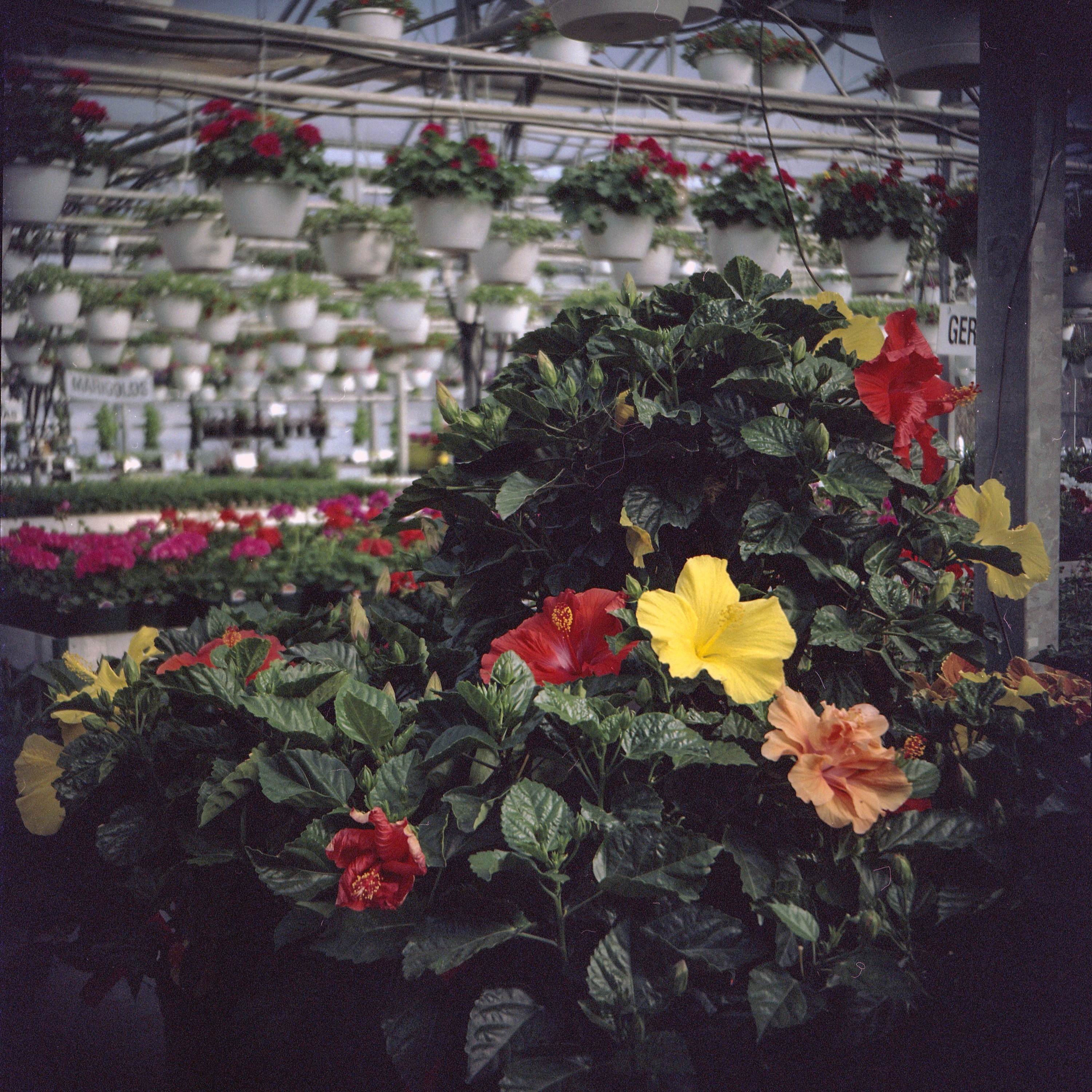 Bolseyflex-1