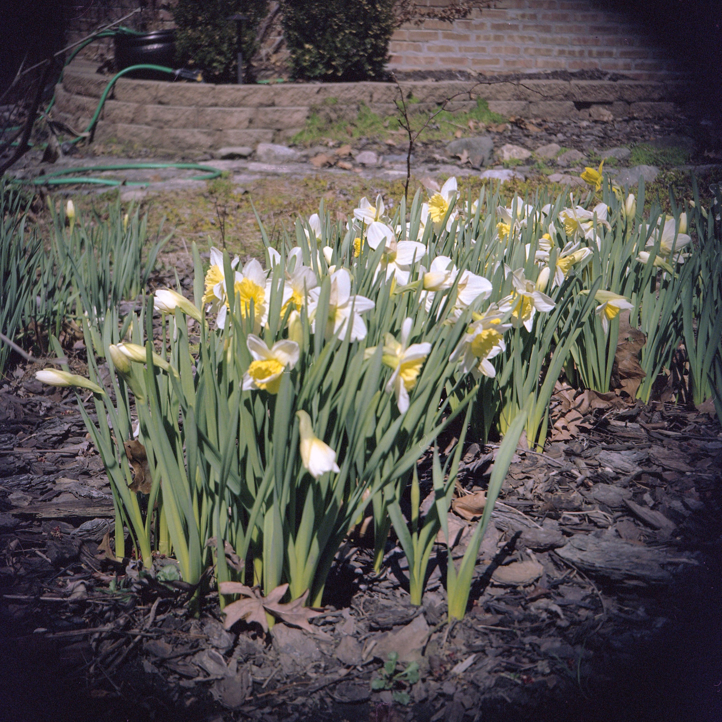 Bolseyflex-6