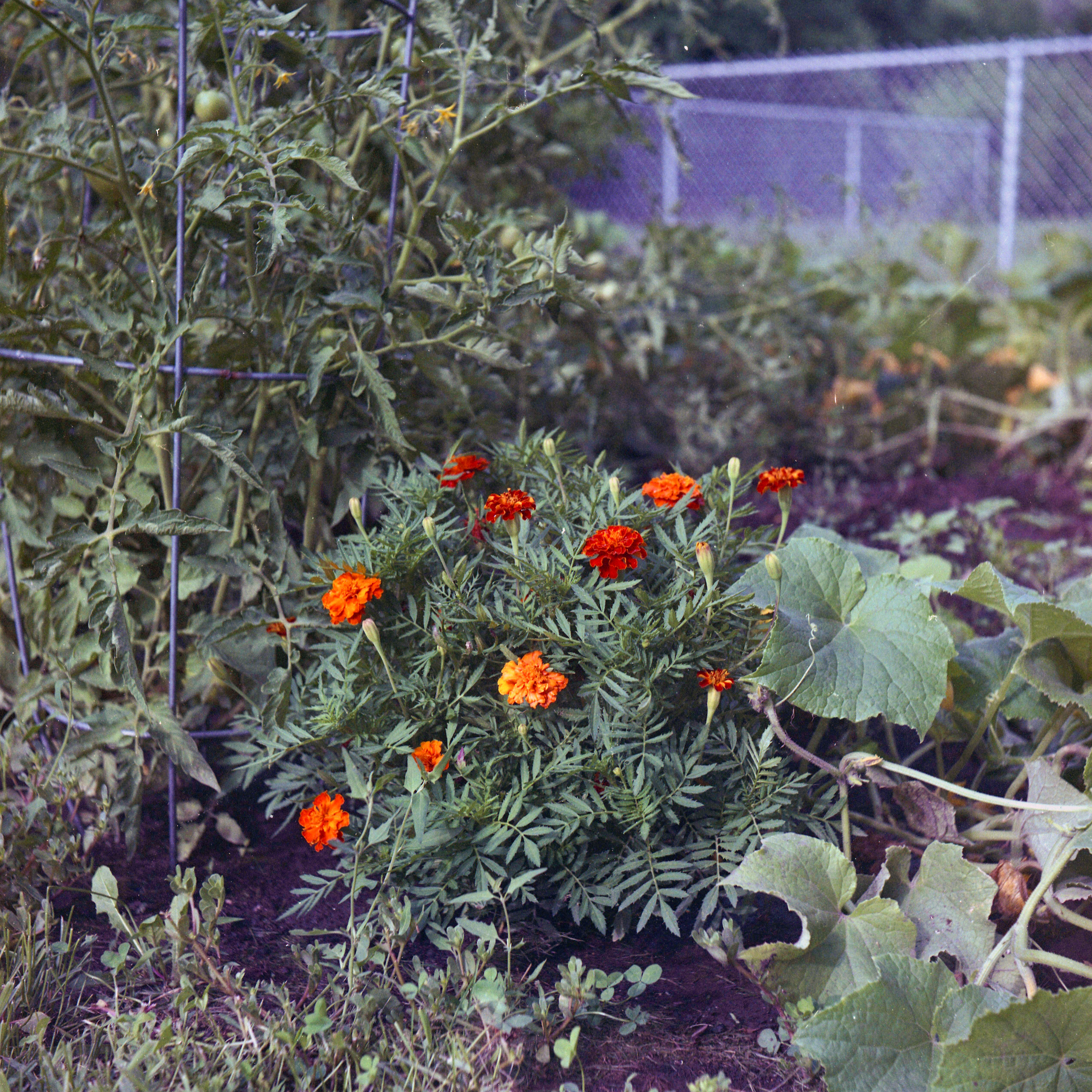 USCAuto50-4