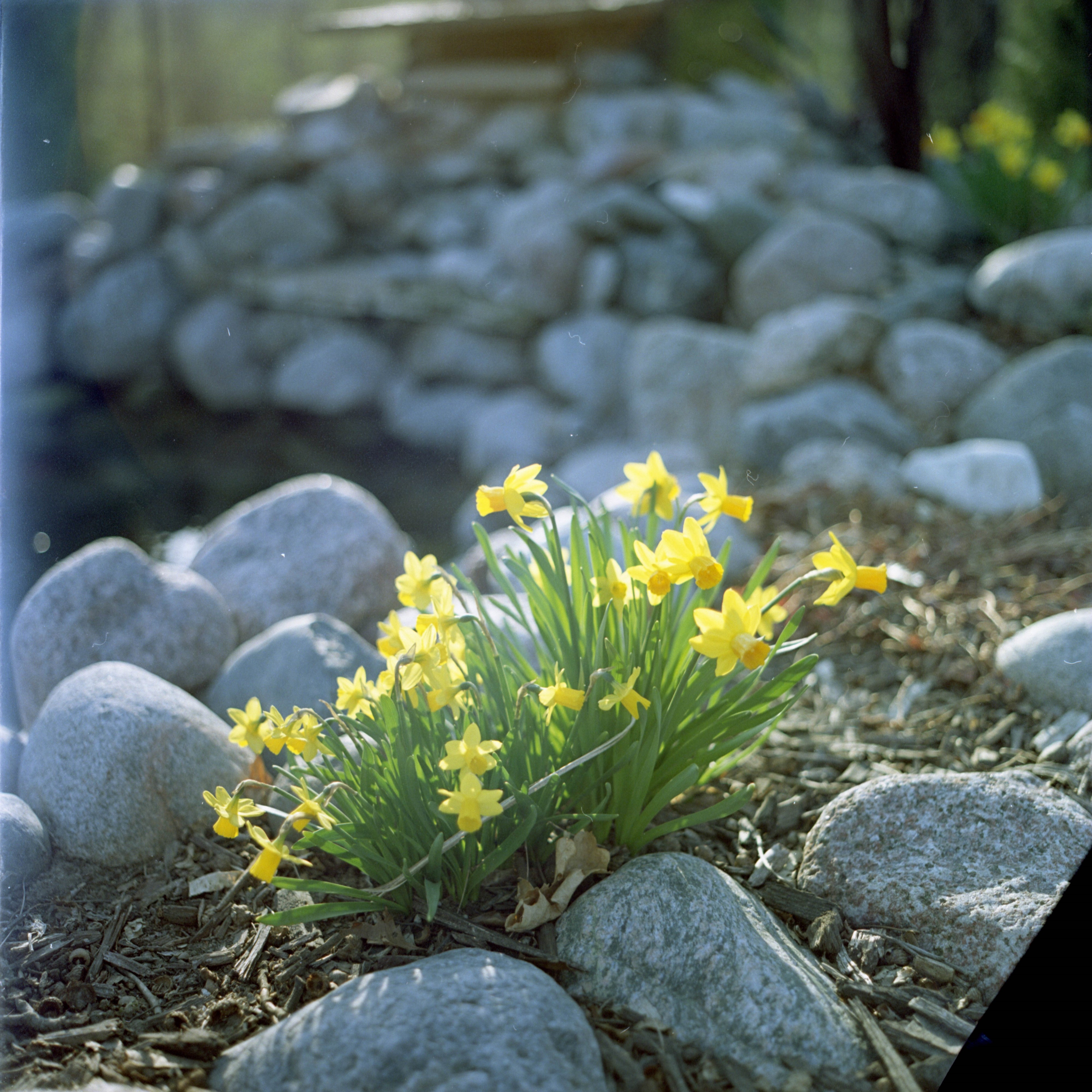 Hasselblad-5