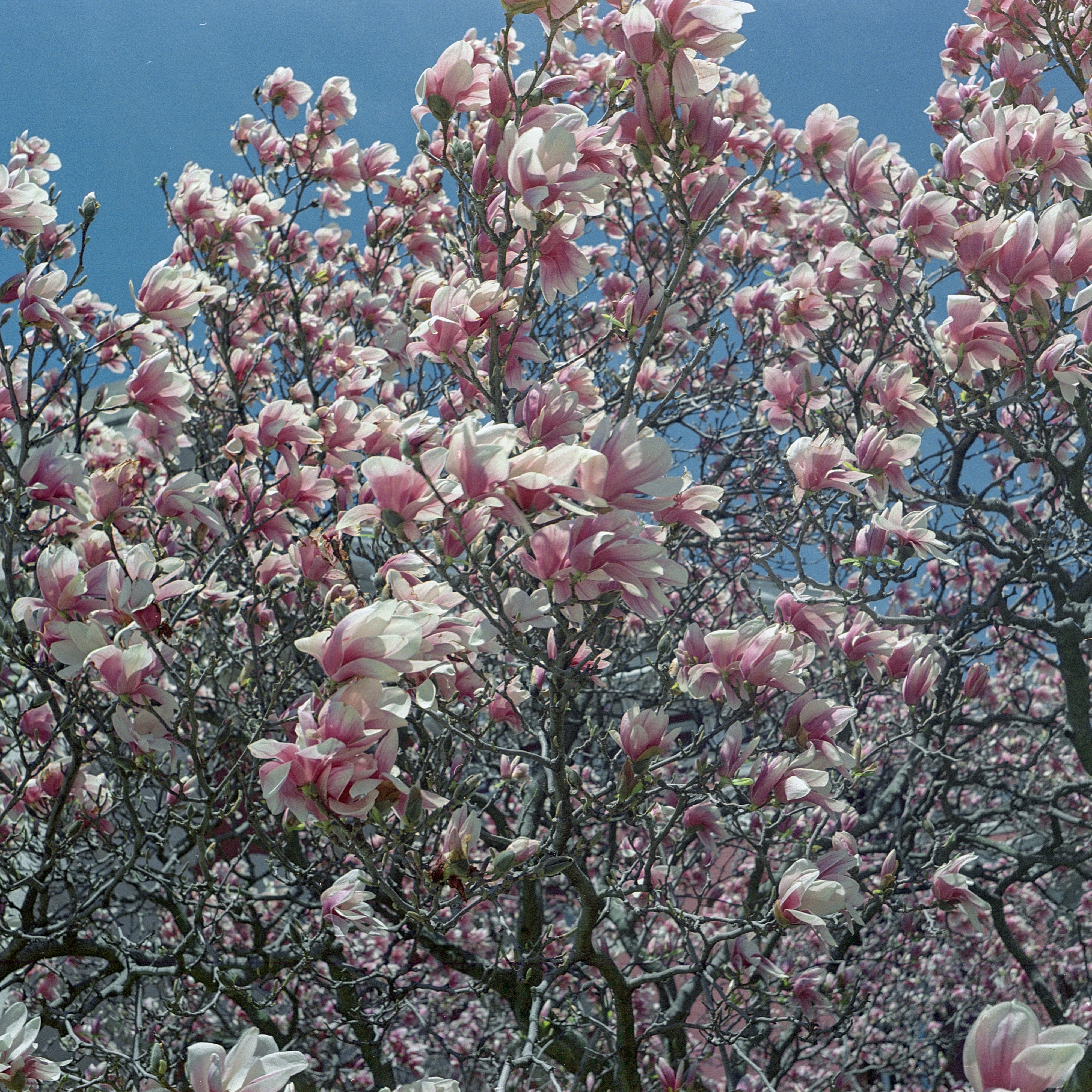 Mamiya6Color-11